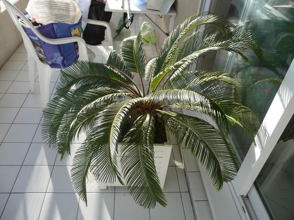 Chambre Chez L'Habitant Nice Baie Des Anges Екстер'єр фото